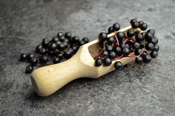 Elderberry Extract