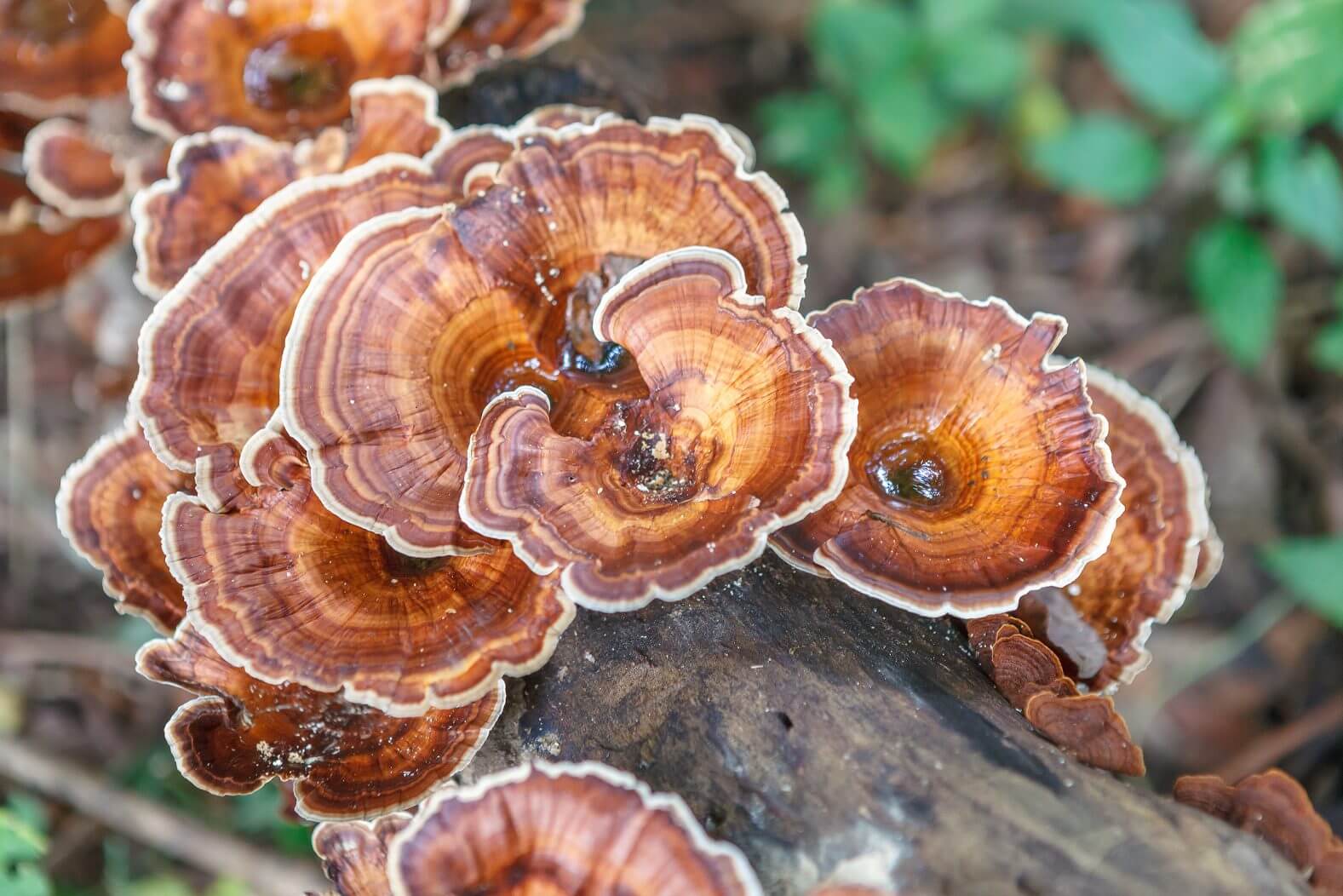 Reishi mushroom capsules