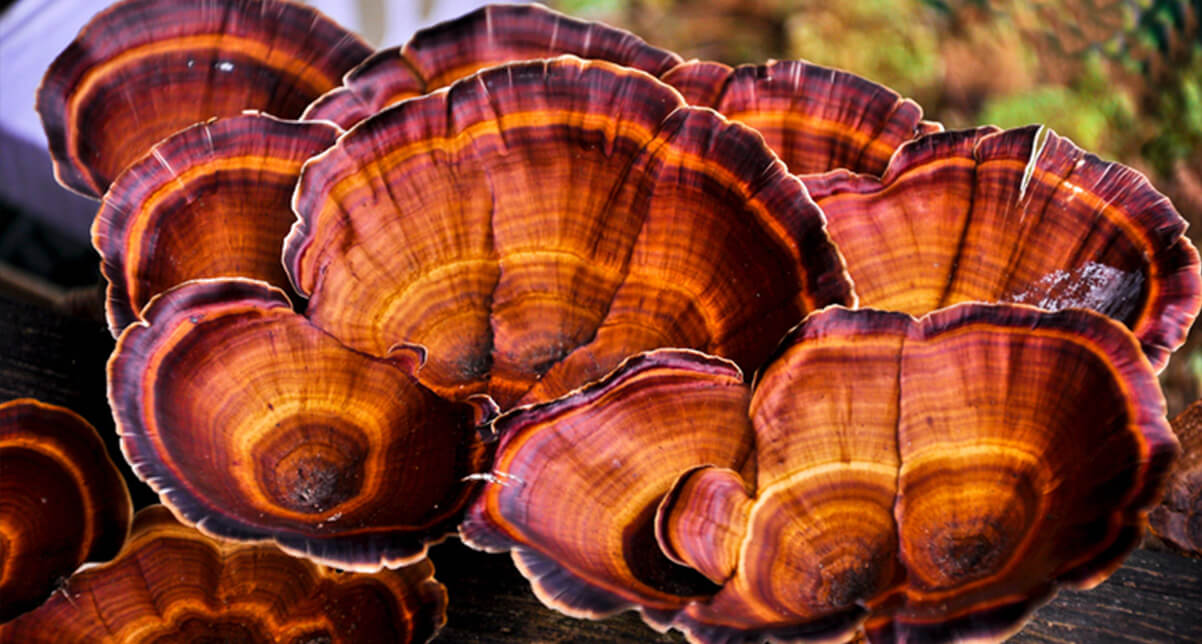 Organic Reishi Mushrooms